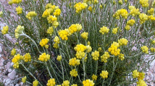 Italienische Strohblume (Immortelle, Currykraut), Gelb auf Steingrund