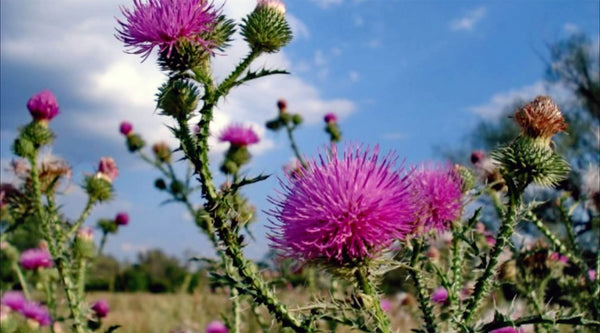 Distel pink, Himmel blau, Wiese