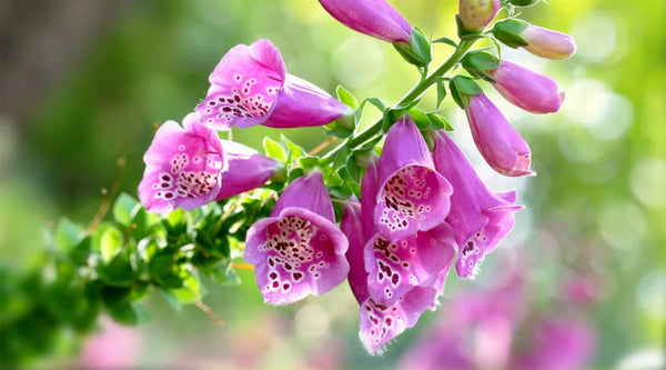 Digitalis, Fingergut Blume, Pink