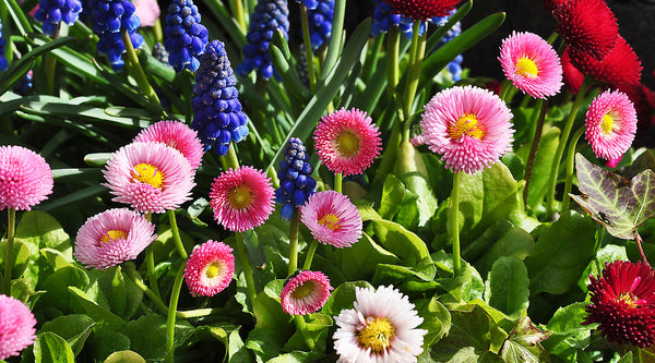 Gänseblümchen, Pink, Rosa, Weiß