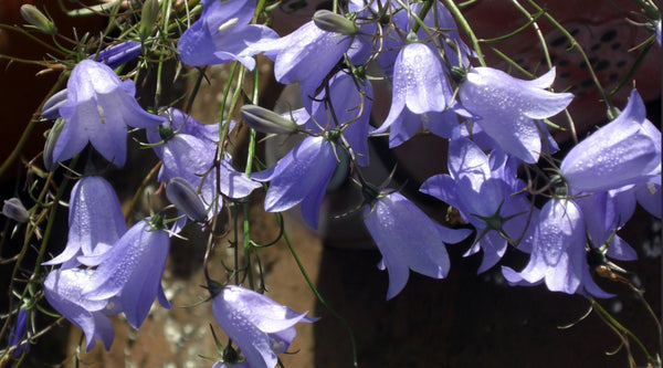 Glockenblumen