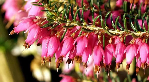 Pink blühender Heidekraut Zweig