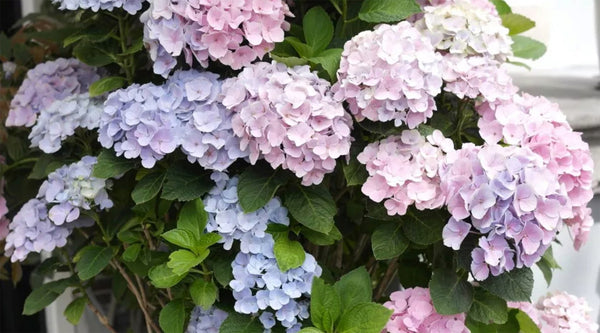 Hortensien Blumen, Rosa, Hellila farbe