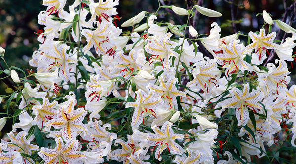 Weiße Lilien Blumen