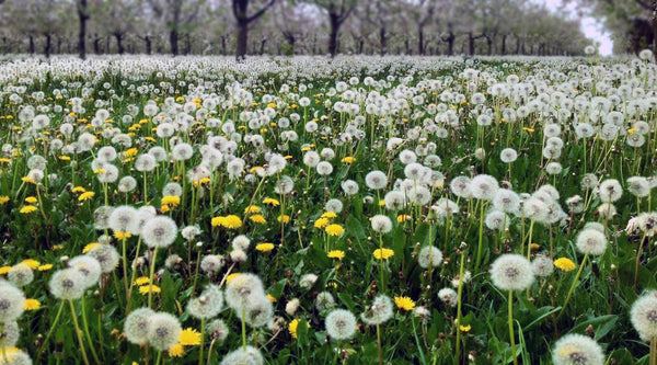 Wiese mit Pusteblumen und gelben Löwenzahnblumenn