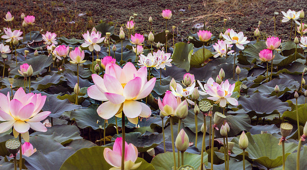 Rosafarbene Lotusblumen im Teich 