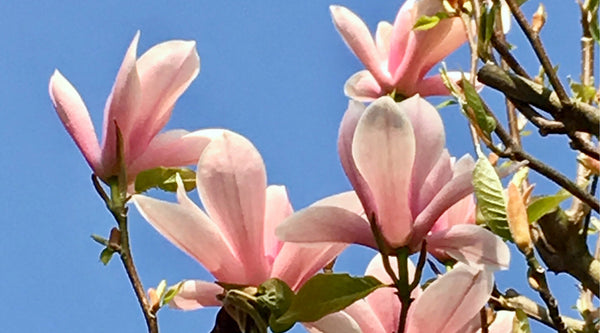 Magnolia Blumen, blaue Himmel