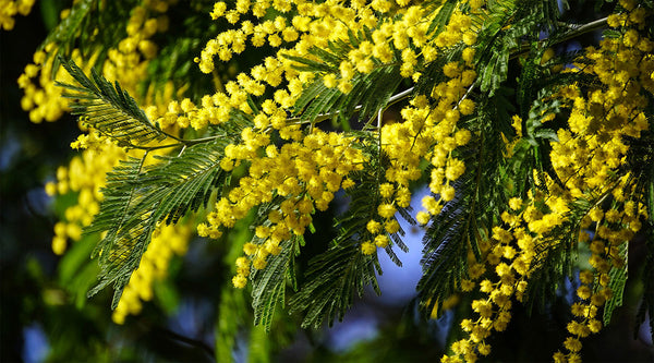 Mimose gelbe Blumen