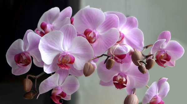 Orchidee 3. – 12. November