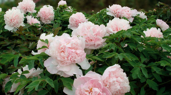 Pfingstrosen Sträuche, rosa Blüten  