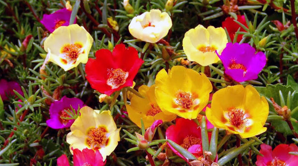 Portulak Blumen, Gelb, Rot, Pink, Weiß