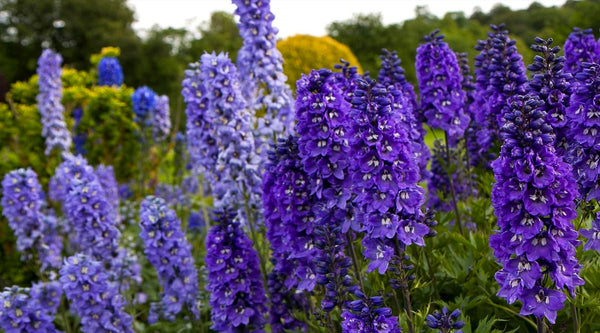 Lilafarbene Rittersporn Blumen (Delphinium)