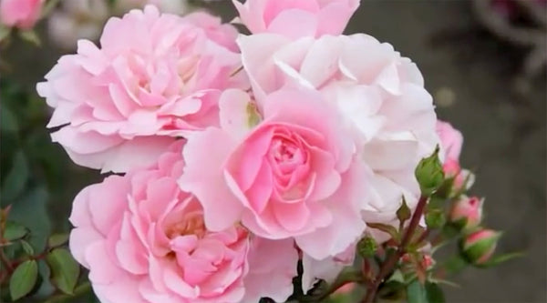 Rosafarbene Rosen mit Rosenblüten