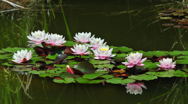 Weiße Seerosen im Teich