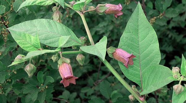 Tollkirsche (Belladonna) Blumen