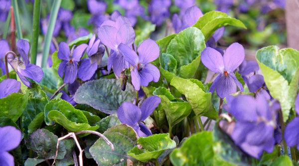 Veilchen (Viola) Blumen violet