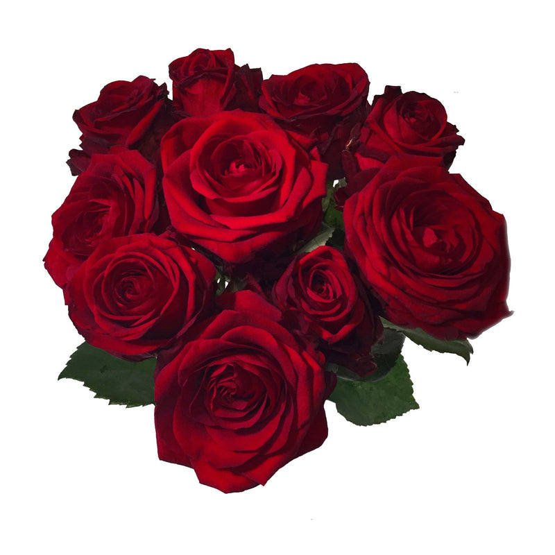 Rote Rosen aus Ecuador, gelten als qualitativ besonders hochwertig und sind die schönsten der Welt. Die langstieligen Rosen werden in diesem herrlichen südamerikanischen Land in einer Höhe von bis zu 2.900 Metern angebaut. Ihre erlesene Schönheit verdanken sie dem ganzjährig gleichmäßigen tropisches Klima direkt am Äquator. Wer könnte sich über eine solches Blumengeschenk nicht freuen?