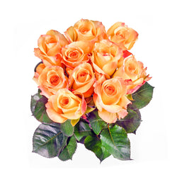 Rosen aus Ecuador, hell orange