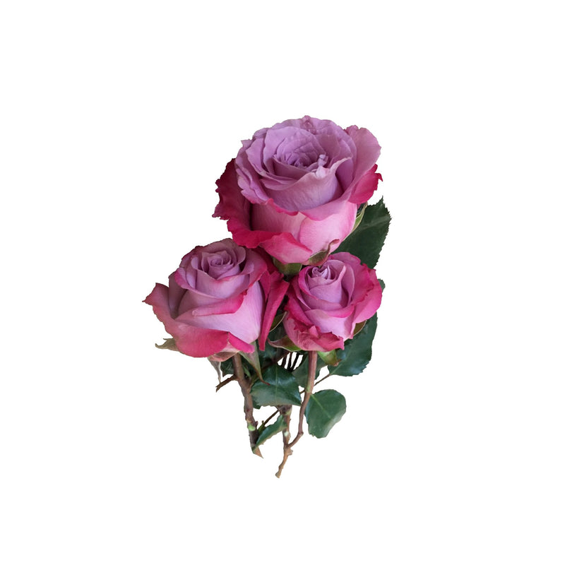 Rosen in Farbe Altrosa aus Ecuador gelten als qualitativ besonders hochwertig und sind die schönsten der Welt. Die langstieligen Rosen werden in diesem herrlichen südamerikanischen Land in einer Höhe von bis zu 2.900 Metern angebaut. Ihre erlesene Schönheit verdanken sie dem ganzjährig gleichmäßigen tropisches Klima direkt am Äquator.