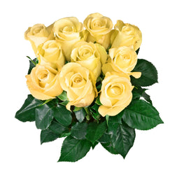 Gelbe Rosen aus Ecuador gelten als qualitativ besonders hochwertig und sind die schönsten der Welt. Die langstieligen Rosen werden in diesem herrlichen südamerikanischen Land in einer Höhe von bis zu 2.900 Metern angebaut. Ihre erlesene Schönheit verdanken sie dem ganzjährig gleichmäßigen tropisches Klima direkt am Äquator