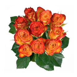 Rosen aus Ecuador, orange
