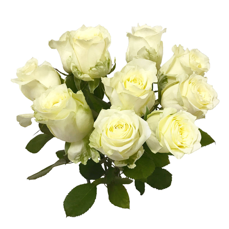 Weiße Rosen aus Ecuador