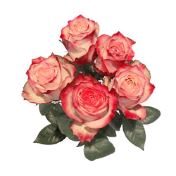 Rosen creme-rot-aus Ecuador gelten als qualitativ besonders hochwertig und sind die schönsten der Welt. Die langstieligen Rosen werden in diesem herrlichen südamerikanischen Land in einer Höhe von bis zu 2.900 Metern angebaut. Ihre erlesene Schönheit verdanken sie dem ganzjährig gleichmäßigen tropischen Klima direkt am Äquator.
