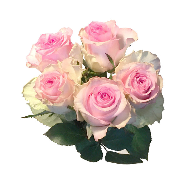 Rosen in Farbe Hellrosa.